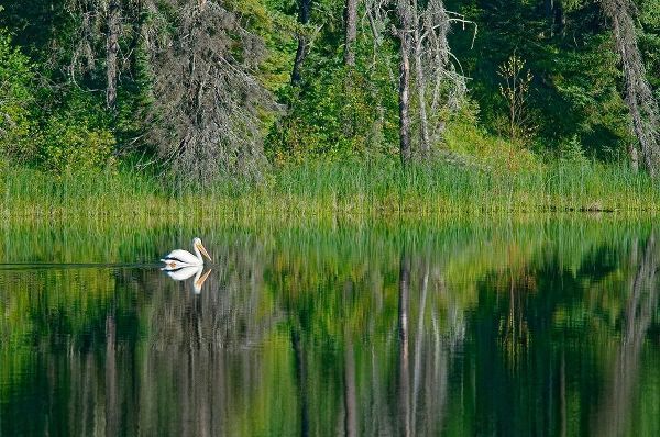 Canada-Manitoba-The Pas American white pelican on lake